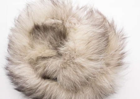The fur of a Arctic,  polar fox Fox. Texture. Stock photo Top view. Close-up.の写真素材