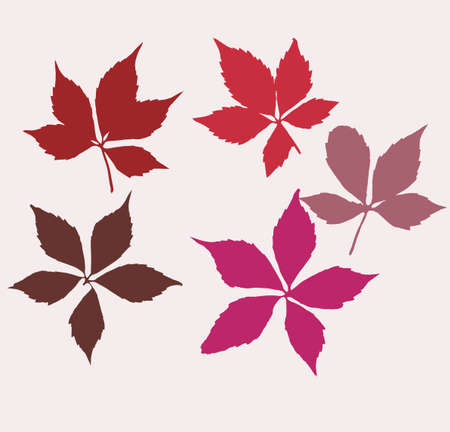 Autumn virginia creeper leaves. Set of  wild grape leaves. Colorful. Creeper plant as fall season. Vector illustrationのイラスト素材