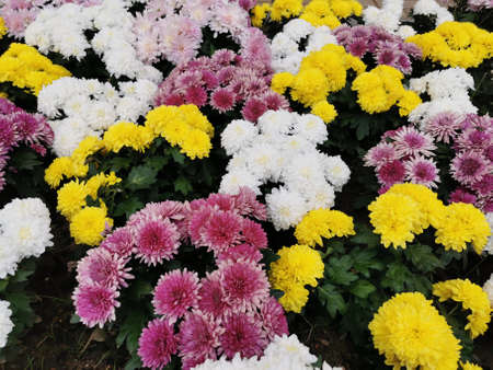 Low bushes of yellow, white, pink chrysanthemums in the flower bed.の写真素材