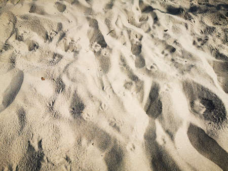 Texture of beach sand. Baltic sea coastの写真素材