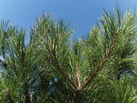 Gorgeous, beautiful pine branches with long needles Close-up photo.