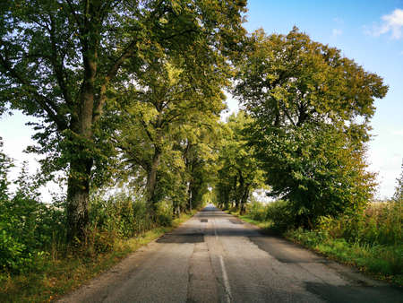 Old Prussian, German road with trees planted on the roadside