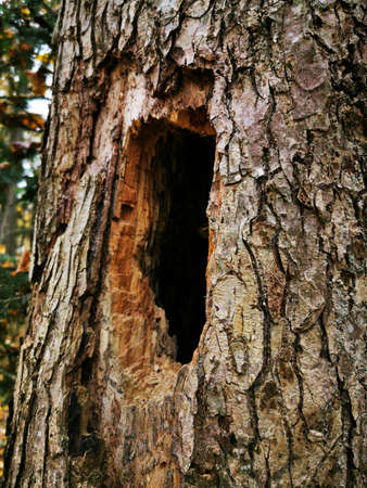 The hollow on old tree. Overhead view. Holiday celebration. Autumn day. Forest sunlight. Autumn,...
