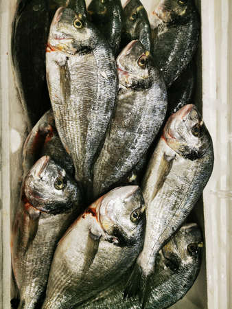 Dorada, fresh fish, sale in the store. Diet food. Mediterranean food. の写真素材
