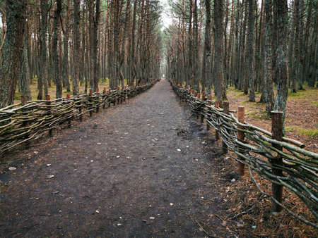 Forest road. Fall season. Forest landscape. Seasonal background. Scenic travel background. Autumn road landscape.の写真素材
