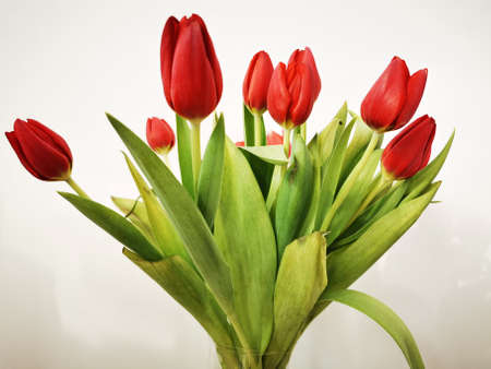 A bouquet of beautiful pink tulips. Holiday celebration. Spring season. Romantic decorative bouquet.の写真素材