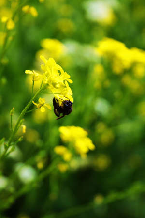 Bee on the yellow flower