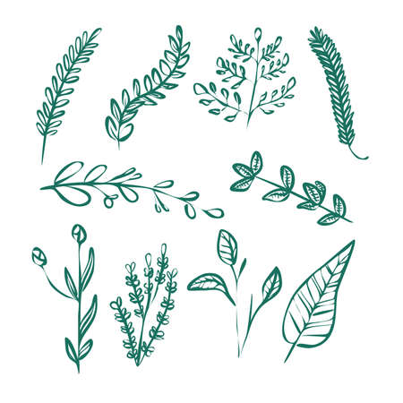 Set of green plants and leaves linear contour vectorのイラスト素材