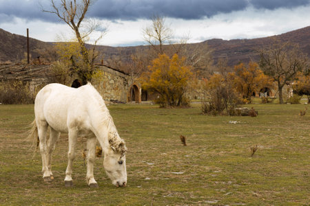 Horse among the grass on a blurred background in Mtskheta