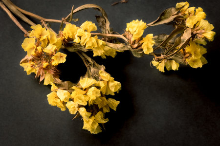 dry yellow flowers lie on the table on a black backgroundの写真素材