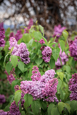 beautiful purple lilac blossoms on a branch in the Botanical Garden park, Tbilisi, Georgiaの写真素材