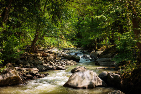 Summer view of the Borjomula River in Borjomi Central Park, Georgia. Clear water flows through lush...