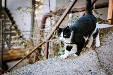A black and white cat with striking green eyes walking on a rough concrete surface in an urban courtyard. The natural sunlight highlights the curious and focused expression of the animalの写真素材