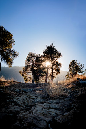 Serene forest scene with sunlight streaming through pine trees, illuminating dry grass and rocky...