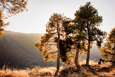 Serene forest scene with sunlight streaming through pine trees, illuminating dry grass and rocky terrain. Captures the tranquility of nature, perfect for themes of peace, adventure, and explorationの写真素材
