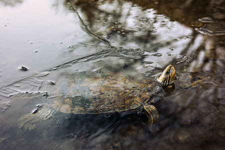 A freshwater turtle swimming in Turtle Lake in Tbilisi, Georgia, during January. The serene winter...