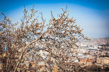 Blossoming tree with delicate white flowers against a panoramic cityscape. A symbol of spring and...