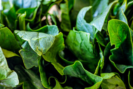 Fresh spinach leaves in a macro shot. Vivid green color and crisp texture highlight the organic and healthy food concept. Perfect for diet, nutrition, and vegetarian themesの写真素材