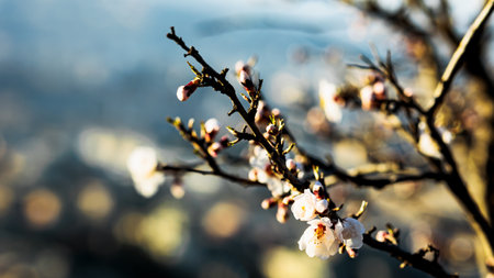 Spring almond blossoms on a tree branch against a blurred cityscape. Delicate white petals with pink centers glow in warm sunlight, creating a dreamy and peaceful atmosphere of seasonal renewalの写真素材