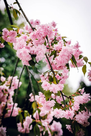 Beautiful branches of blooming cherry blossoms in springtime, cascading with soft pink flowers and...