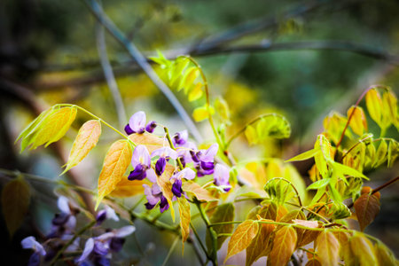 Vibrant wisteria flowers in full bloom cascading down old branches. Rich purple tones and soft natural light create a dreamy, romantic springtime sceneの写真素材