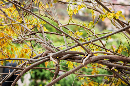 Twisted woody vines with fresh yellow-green leaves creating a natural abstract pattern. A symbolic spring scene representing growth, complexity, and connection in natureの写真素材