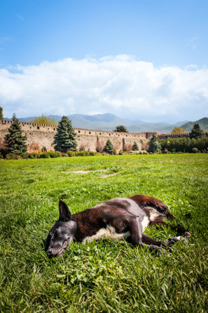 Vertical photo of a dog resting on green grass with the stone walls of Svetitskhoveli Cathedral and...