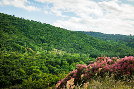 Green forest hills with vibrant pink wildflowers near Kojori, Georgia, ideal for nature backgrounds...