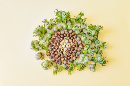 Artistic arrangement of hazelnuts in various stages from raw to shelled, encircled by green husk nuts. A visual concept of harvest, growth, and natureの写真素材