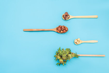 Top view of four wooden spoons showing hazelnuts from fresh in green husks to shelled nuts on a bright blue background. Simple minimalist concept of food transformation and eco eatingの写真素材