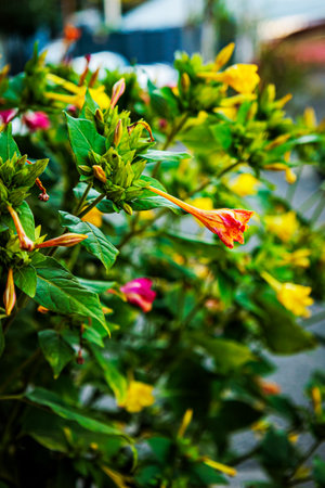Close-up of colorful blooming Mirabilis jalapa flowers with vibrant yellow and pink petals and lush green leaves, capturing natural beauty and lively garden atmosphere.の写真素材