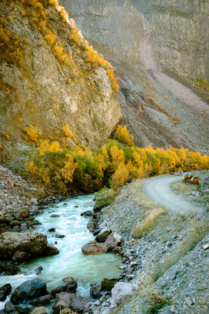 Peaceful riverside road winding through Truso Valley in Georgia, with a stream, autumn trees, and rocky cliffs.の写真素材