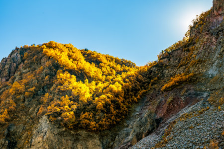 Golden autumn trees on a mountain slope in Truso Valley, Georgia, glowing in the sunlight under clear blue sky. Vibrant fall colors in the wild Caucasus landscapeの写真素材