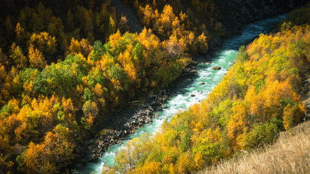 Top-down view of a wild mountain river running through a dense autumn forest with vivid orange and green foliage. Bright, colorful, natural landscapeの写真素材