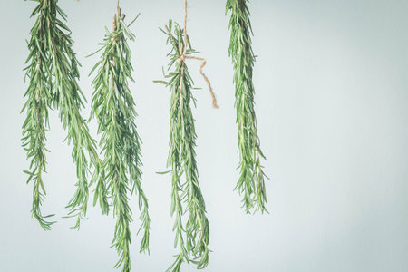 Drying rosemary at homeの写真素材