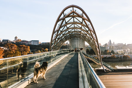 A stray dog walks along the Bridge of Peace in Tbilisi during a calm autumn sunrise. The modern structure contrasts with the historic skyline in the backgroundの写真素材