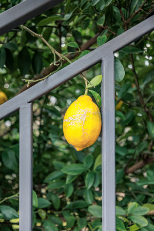 Bright yellow lemon hanging on a tree branch near a metal fence in winter, captured in December. The vibrant fruit contrasts with the green leaves and urban structureの写真素材