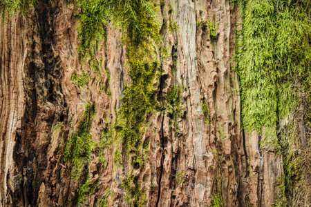 Detailed view of moss growing on old tree bark in Imereti, Georgia. Natural texture from a damp forest environment, ideal for backgrounds and ecological themesの写真素材