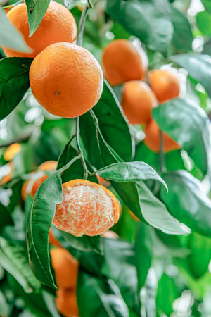 Partially peeled ripe mandarin hanging on a tree. A fresh and raw image symbolizing organic food, healthy lifestyle, and natural simplicity in winterの写真素材