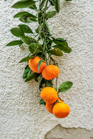 Citrus fruits ripening in December on a Georgian tree, set against a sunlit stucco wall. A peaceful winter moment in a warm climate, symbol of natureの写真素材