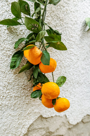 Bright mandarins on a leafy branch stand out against a rough wall in Georgia. A warm and rustic winter scene filled with natural light and seasonal freshnessの写真素材
