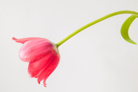Close-up of a single pink tulip flower with a curved stem on a white background. Minimalist composition with soft natural light, evoking elegance, fragility, and spring calmの写真素材