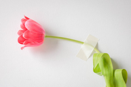 Single pink tulip taped to a white textured wall. A poetic conceptual still life symbolizing emotional restraint, fragility, and the tension between freedom and controlの写真素材