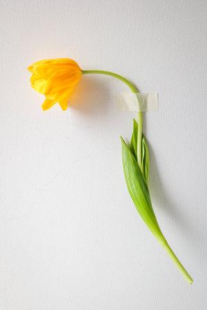 Single yellow tulip taped to a white wall in minimalist composition. Bright, clean, and creative still life. Perfect for spring themes, greeting cards, or design templatesの写真素材