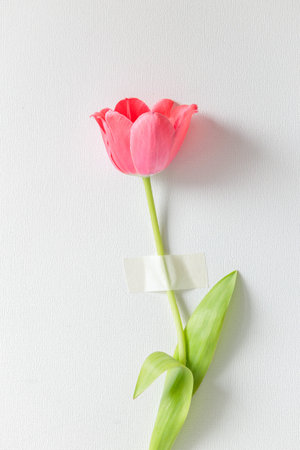 A single pink tulip taped to a white wall. A symbolic and minimalist floral image expressing quiet control, vulnerability, and the contrast between natural beauty and imposed orderの写真素材