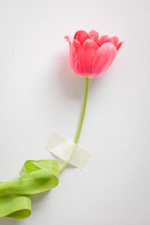 Single pink tulip taped to a white textured wall. A poetic conceptual still life symbolizing emotional restraint, fragility, and the tension between freedom and controlの写真素材