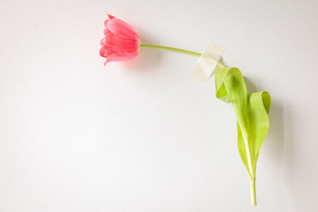 Pink tulip taped to a white textured wall. Conceptual minimalist image with emotional undertoneの写真素材