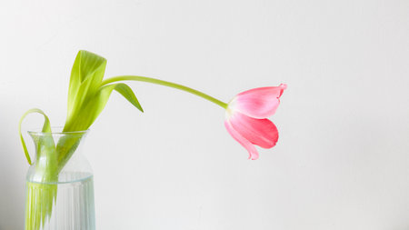 A single pink tulip drooping in a glass vase against a white wall. Minimalist still life with natural light, conveying softness, transience, and quiet melancholyの写真素材