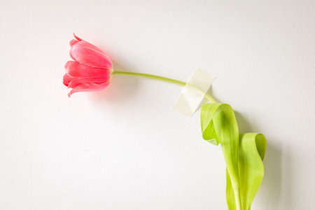 Pink tulip taped to a white textured wall. Conceptual minimalist image with emotional undertoneの写真素材