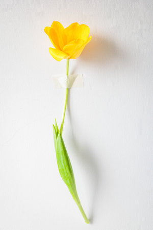 Single yellow tulip taped to a white wall in minimalist composition. Bright, clean, and creative still life. Perfect for spring themes, greeting cards, or design templatesの写真素材
